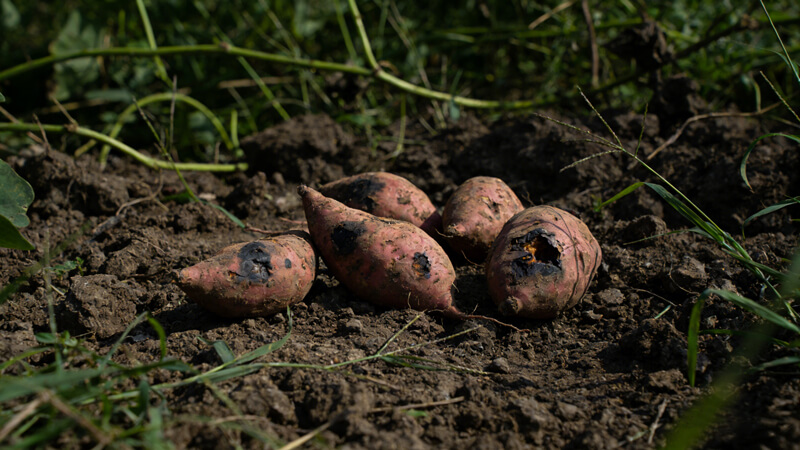 克百威、甲拌磷快速檢測—聚焦“毒紅薯”事件農殘準確管控